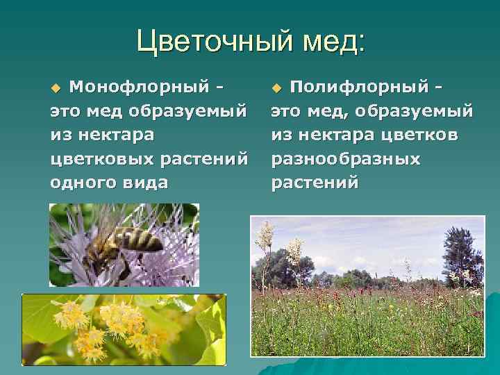 Цветочный мед: Монофлорный это мед образуемый из нектара цветковых растений одного вида u Полифлорный