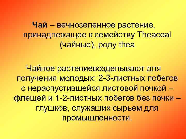 Чай – вечнозеленное растение, принадлежащее к семейству Theaceal (чайные), роду thea. Чайное растениевозделывают для