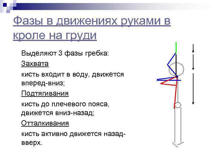 Фазы в движениях руками в кроле на груди Выделяют 3 фазы гребка: Захвата кисть