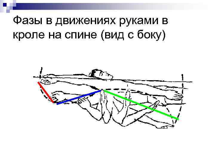 Фазы в движениях руками в кроле на спине (вид с боку) 