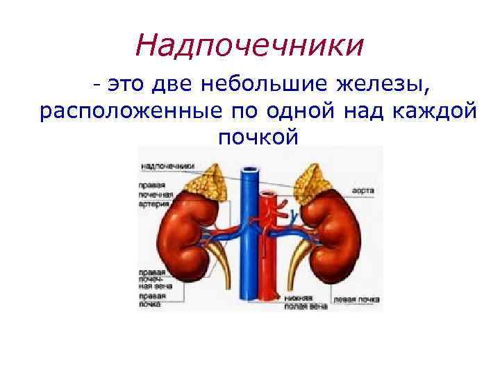 Надпочечники - это две небольшие железы, расположенные по одной над каждой почкой 