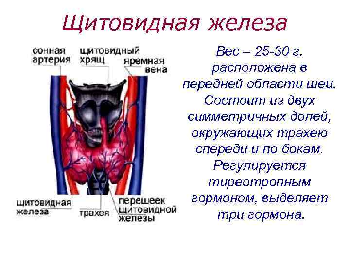 Щитовидная железа Вес – 25 -30 г, расположена в передней области шеи. Состоит из