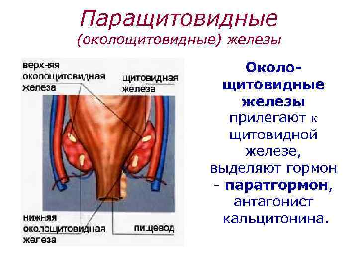 Паращитовидные (околощитовидные) железы Околощитовидные железы прилегают к щитовидной железе, выделяют гормон - паратгормон, антагонист