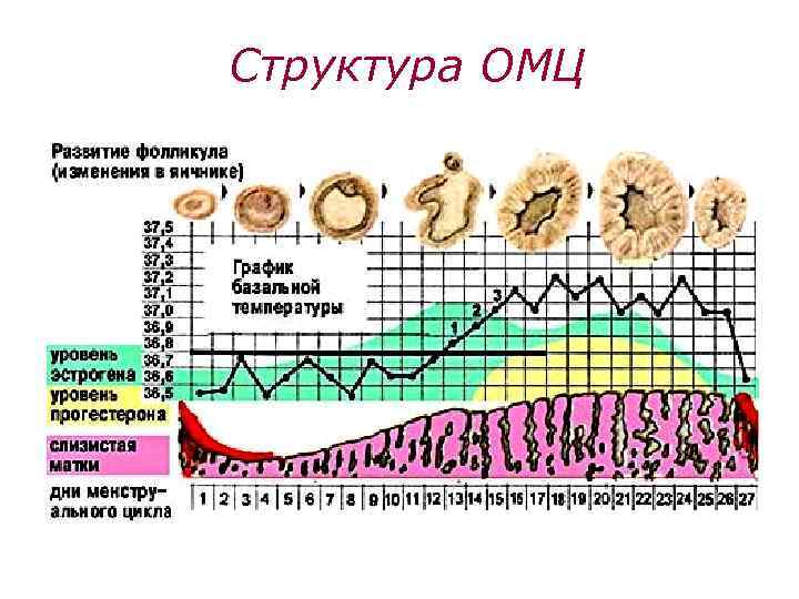 Структура ОМЦ 