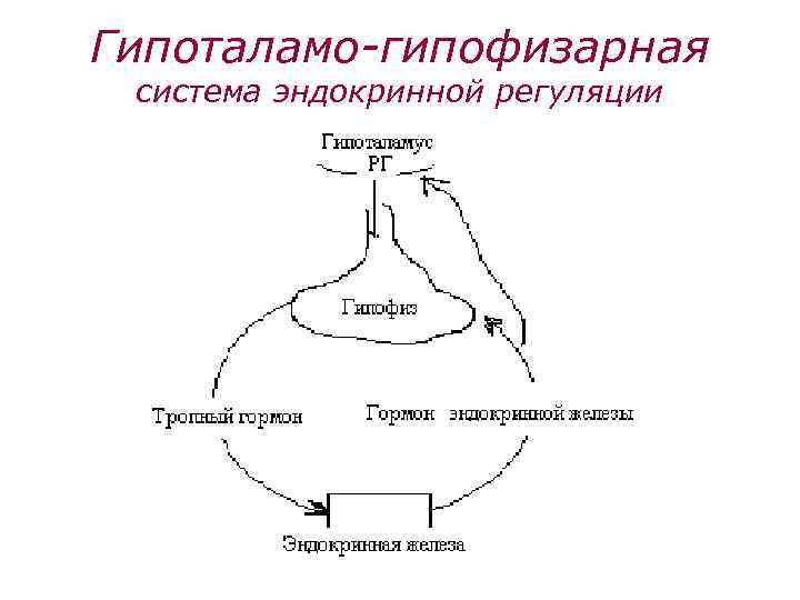 Гипоталамо-гипофизарная система эндокринной регуляции 