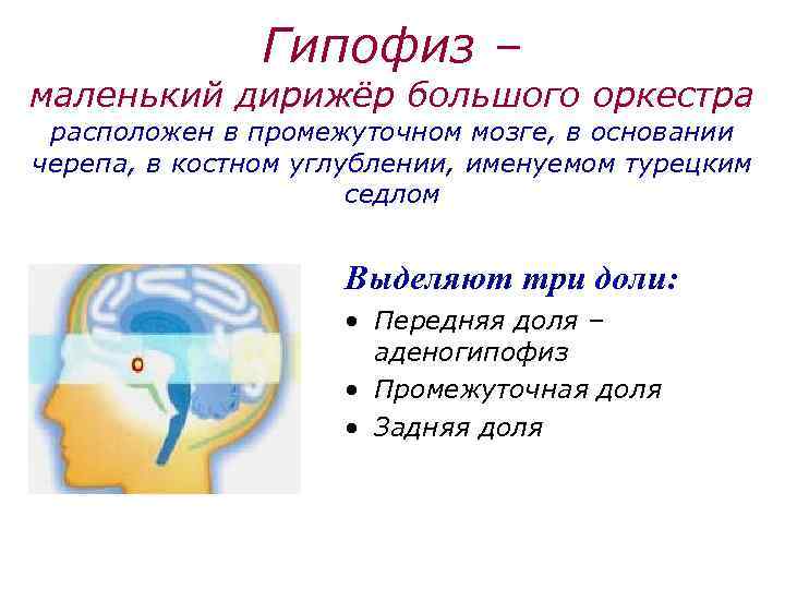 Гипофиз – маленький дирижёр большого оркестра расположен в промежуточном мозге, в основании черепа, в