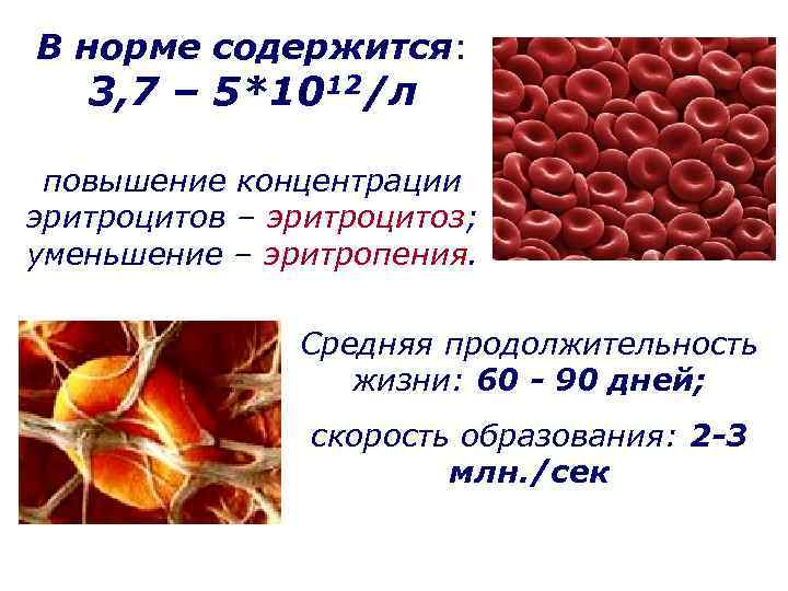 В норме содержится: 3, 7 – 5*1012/л повышение концентрации эритроцитов – эритроцитоз; уменьшение –