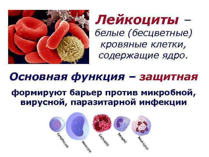 Лейкоциты – белые (бесцветные) кровяные клетки, содержащие ядро. Основная функция – защитная формируют барьер