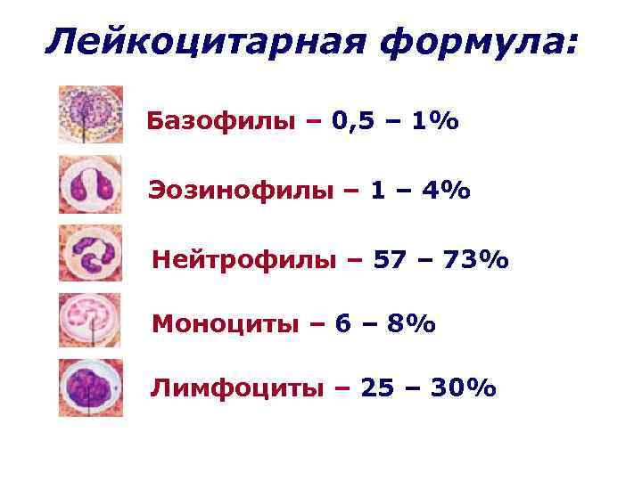 Лейкоцитарная формула: Базофилы – 0, 5 – 1% Эозинофилы – 1 – 4% Нейтрофилы