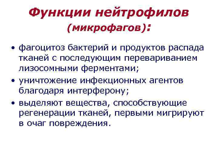 Функции нейтрофилов (микрофагов): • фагоцитоз бактерий и продуктов распада тканей с последующим перевариванием лизосомными