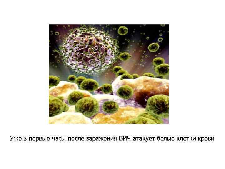Уже в первые часы после заражения ВИЧ атакует белые клетки крови 