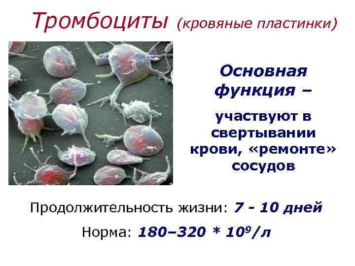 Тромбоциты (кровяные пластинки) Основная функция – участвуют в свертывании крови, «ремонте» сосудов Продолжительность жизни: