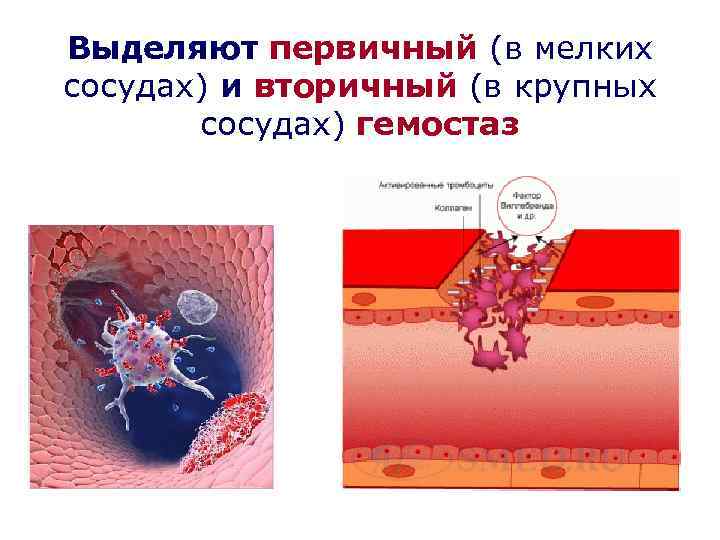 Выделяют первичный (в мелких сосудах) и вторичный (в крупных сосудах) гемостаз 