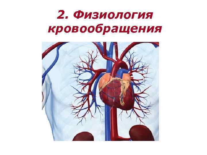 2. Физиология кровообращения 
