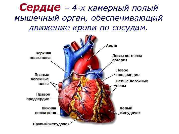 Сердце – 4 -х камерный полый мышечный орган, обеспечивающий движение крови по сосудам. 
