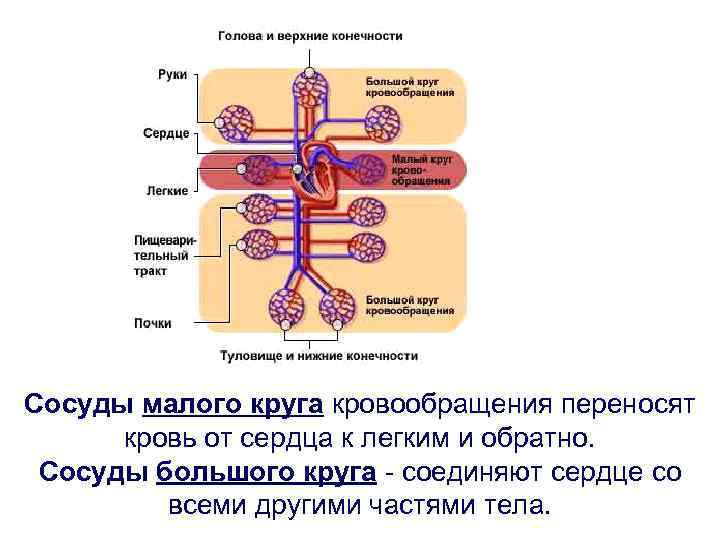 Сосуды малого круга кровообращения переносят кровь от сердца к легким и обратно. Сосуды большого