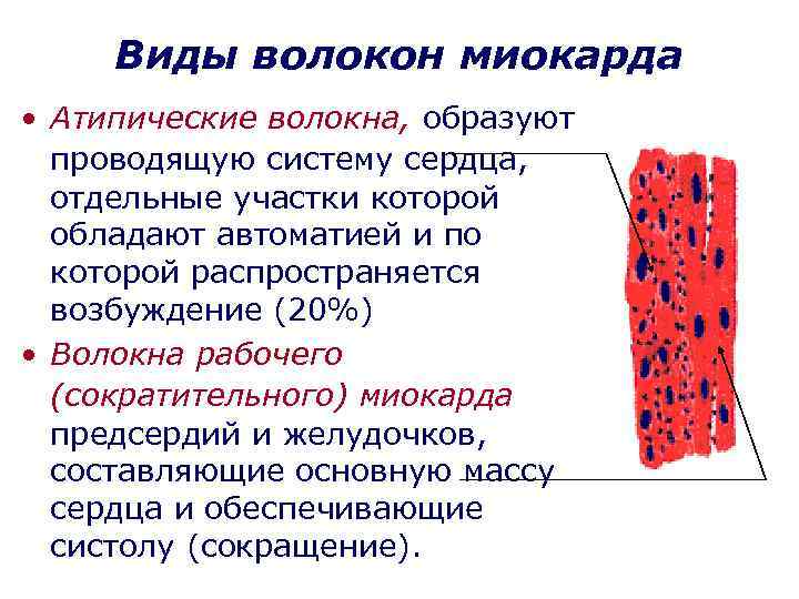 Виды волокон миокарда • Атипические волокна, образуют проводящую систему сердца, отдельные участки которой обладают