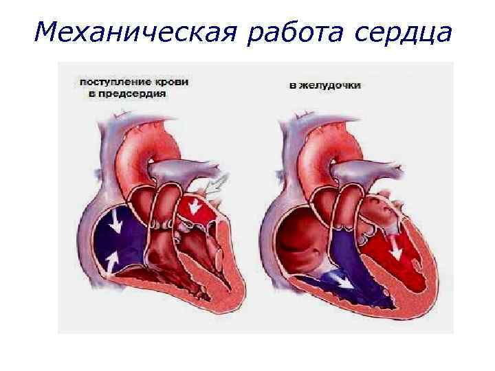 Механическая работа сердца 