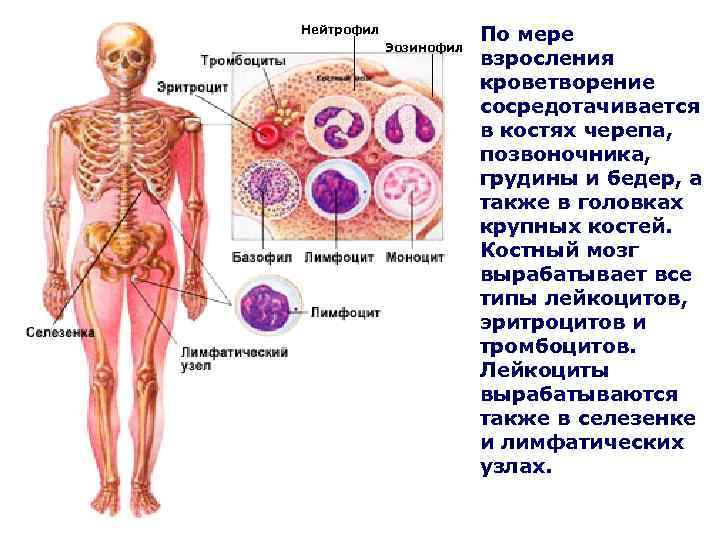 Нейтрофил Эозинофил По мере взросления кроветворение сосредотачивается в костях черепа, позвоночника, грудины и бедер,