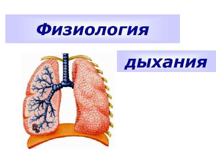 Физиология дыхания 