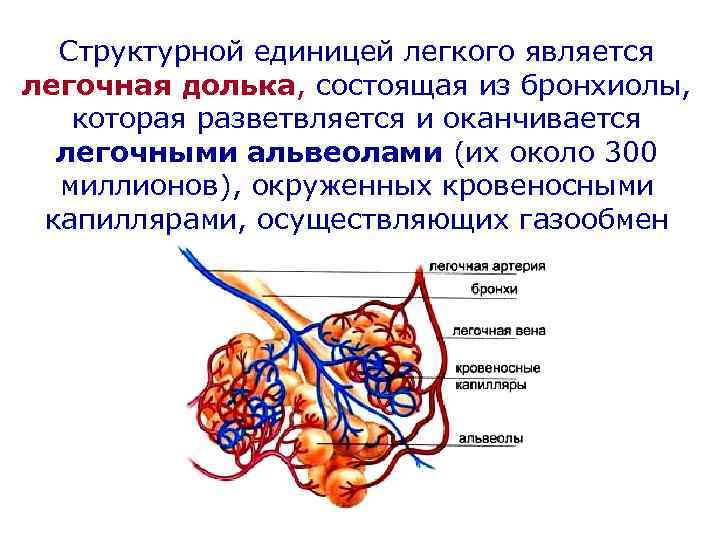 Структурной единицей легкого является легочная долька, состоящая из бронхиолы, которая разветвляется и оканчивается легочными