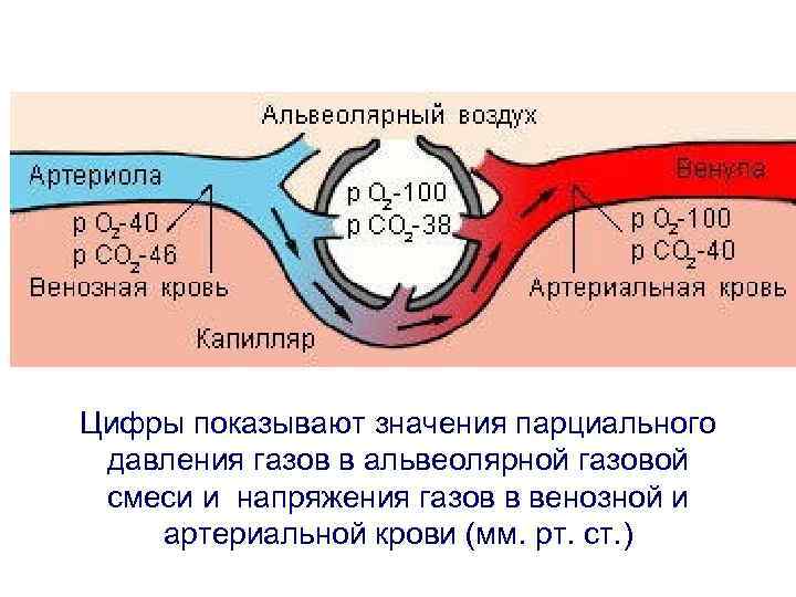 Цифры показывают значения парциального давления газов в альвеолярной газовой смеси и напряжения газов в