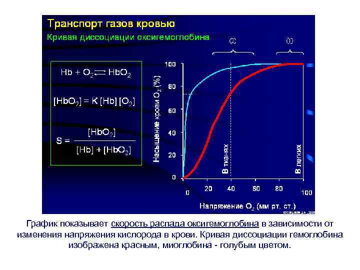 График показывает скорость распада оксигемоглобина в зависимости от изменения напряжения кислорода в крови. Кривая