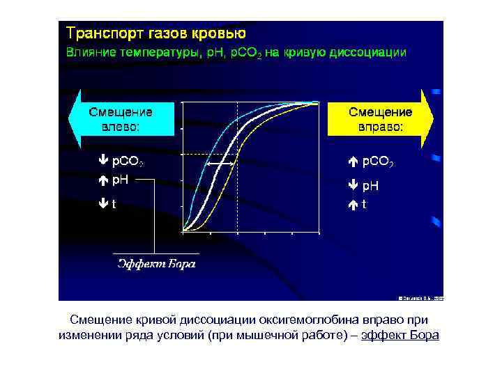 Смещение кривой диссоциации оксигемоглобина вправо при изменении ряда условий (при мышечной работе) – эффект
