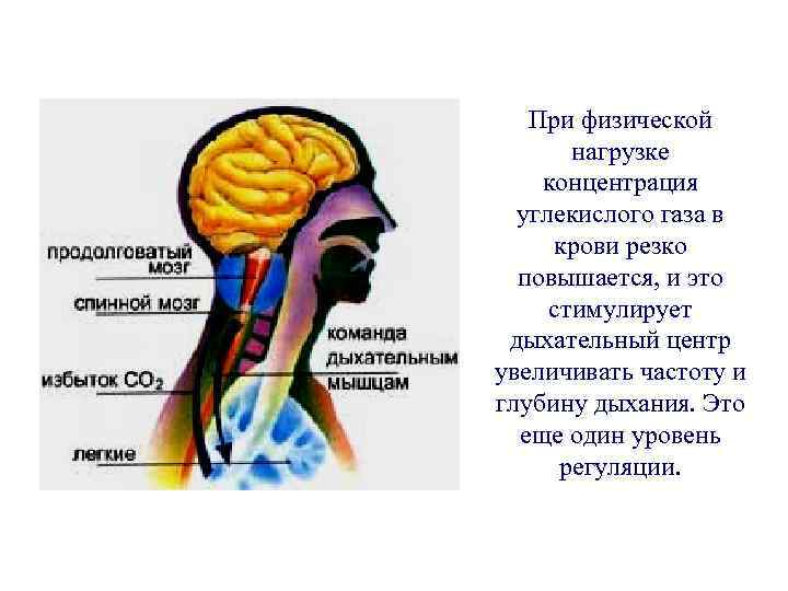 Влияние углекислого газа на дыхательный центр исследовательский проект 8 класс