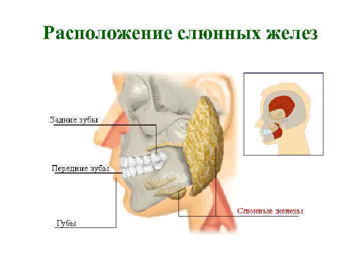 Расположение слюнных желез 