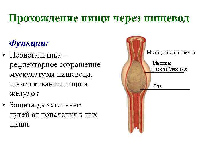 Прохождение пищи через пищевод Функции: • Перистальтика – рефлекторное сокращение мускулатуры пищевода, проталкивание пищи