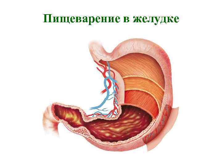 Пищеварение в желудке 