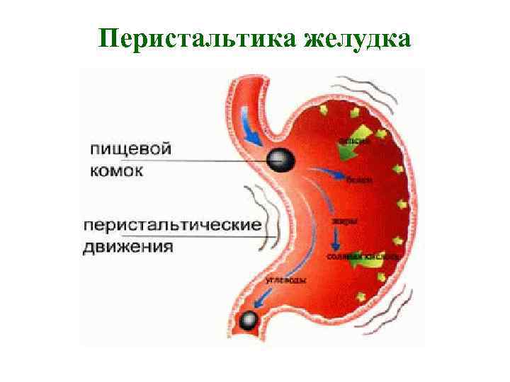 Перистальтика желудка 