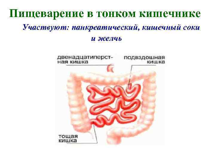 Пищеварение в тонком кишечнике Участвуют: панкреатический, кишечный соки и желчь 