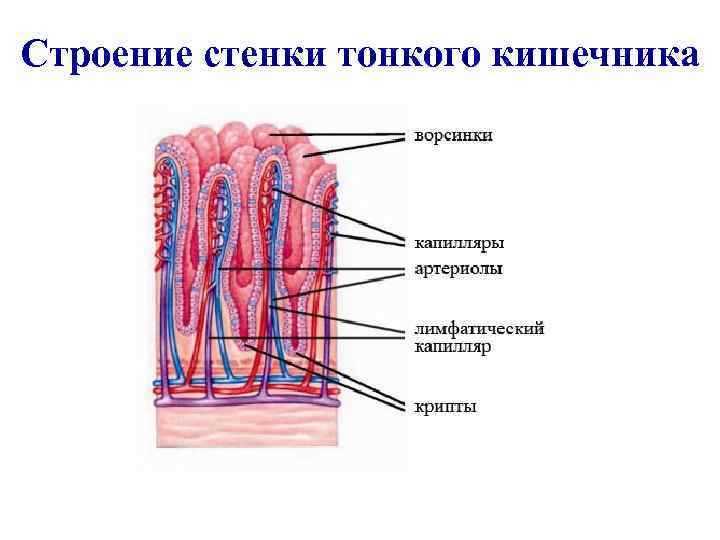 Строение стенки тонкого кишечника 