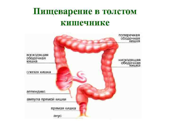 Пищеварение в толстом кишечнике 