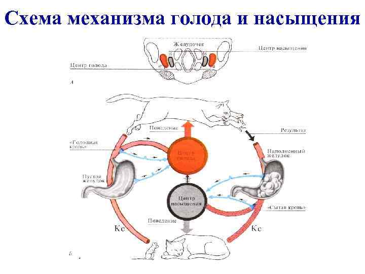 Схема механизма голода и насыщения 