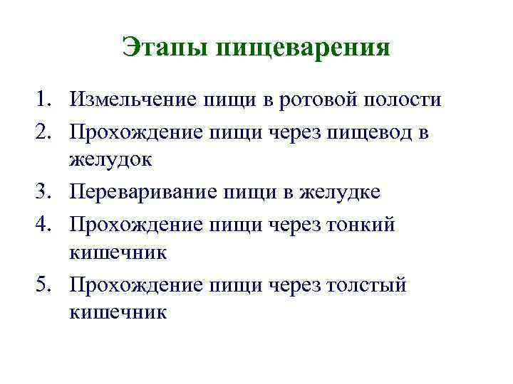 Этапы пищеварения 1. Измельчение пищи в ротовой полости 2. Прохождение пищи через пищевод в