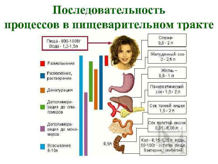 Последовательность процессов в пищеварительном тракте 