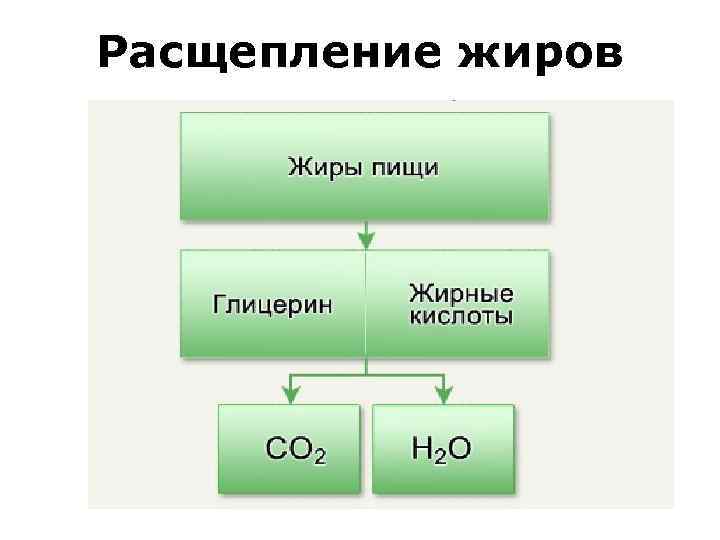 Расщепление жиров 