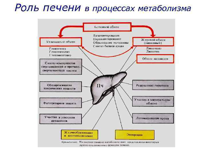 Роль печени в процессах метаболизма 