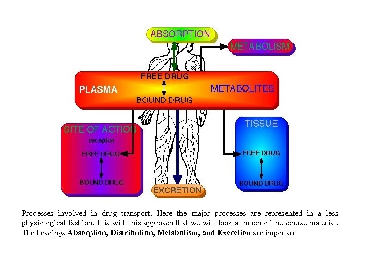 Processes involved in drug transport. Here the major processes are represented in a less
