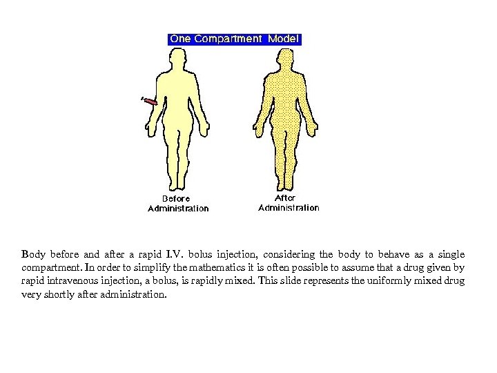 Body before and after a rapid I. V. bolus injection, considering the body to