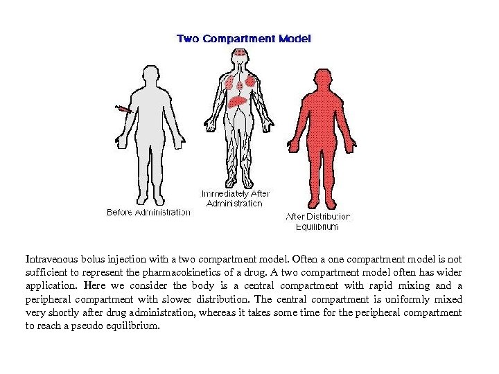 Intravenous bolus injection with a two compartment model. Often a one compartment model is