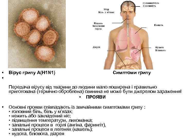  • • Вірус грипу А(H 1 N 1) Cимптоми грипу Передача вірусу від