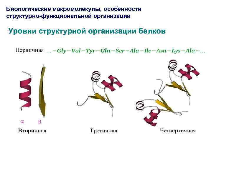 Биологические макромолекулы, особенности структурно-функциональной организации Уровни структурной организации белков 