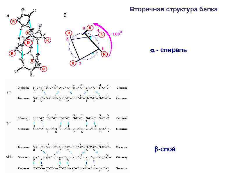 Вторичная структура белка - спираль -слой 
