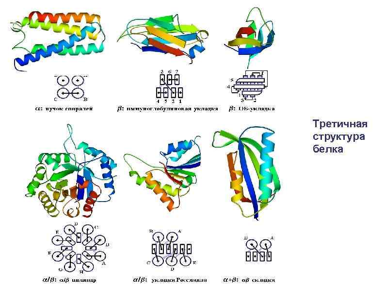 Третичная структура белка 