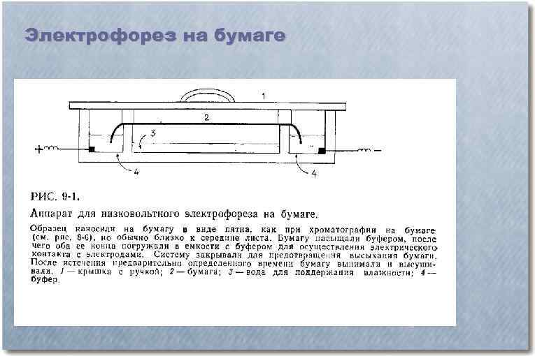 Электрофорез на бумаге 