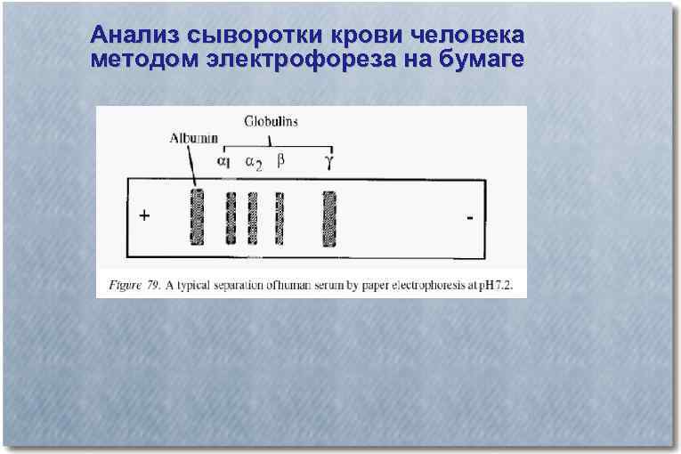 Анализ сыворотки крови человека методом электрофореза на бумаге 